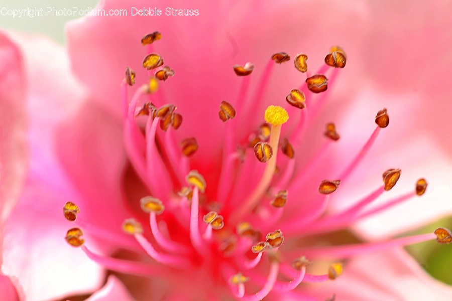 Pollen, Plant, Honey Bee, Animal, Invertebrate