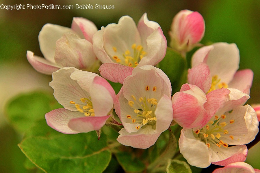 Pollen, Plant, Geranium, Flower, Blossom