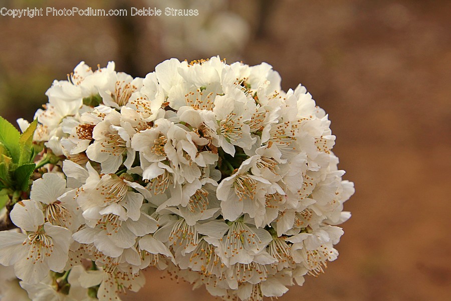 Plant, Flower, Blossom, Geranium, Flower Arrangement