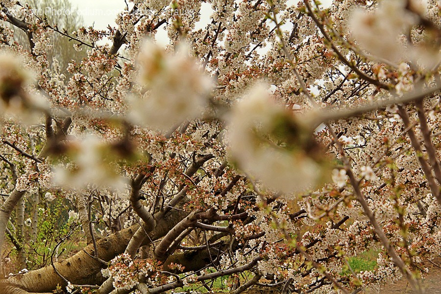Plant, Tree, Tree Trunk, Flower, Blossom