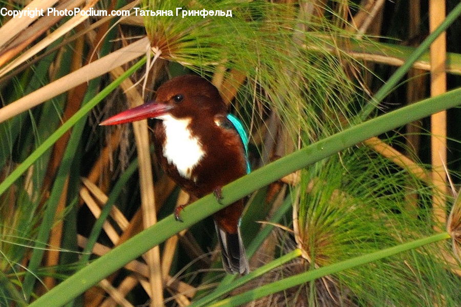 Beak, Bird, Duck, Teal, Waterfowl, Animal, Zoo