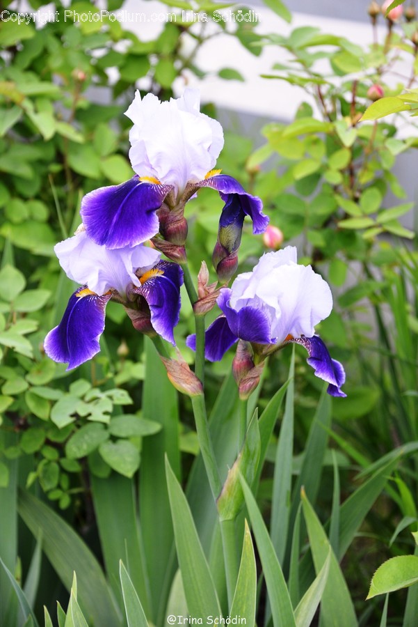 Iris, Plant, Flower, Blossom, Geranium