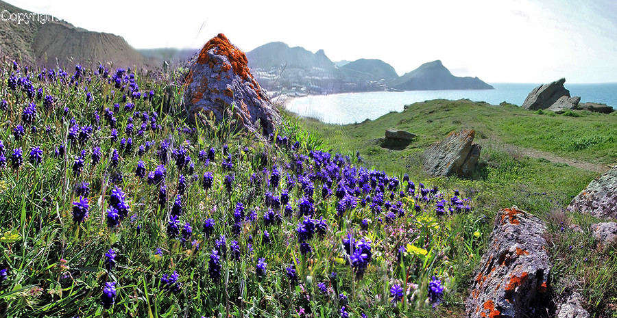 Nature, Outdoors, Plant, Iris, Flower