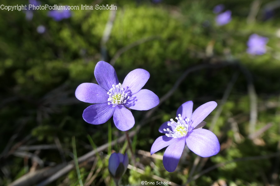 Plant, Geranium, Flower, Blossom, Anemone