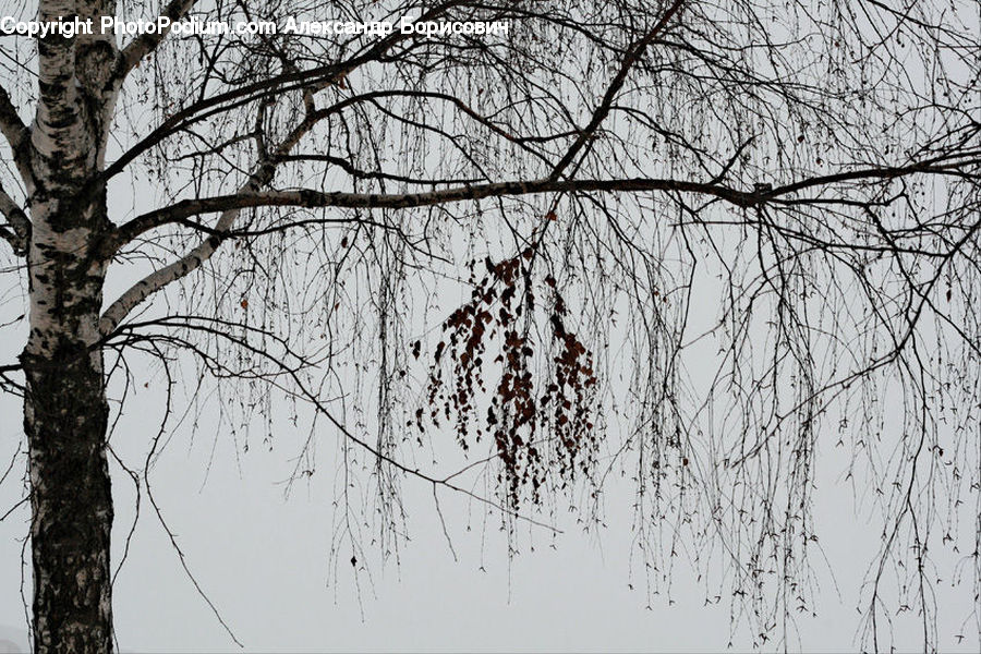 Plant, Tree, Birch, Wood, Outdoors, Countryside, Blossom