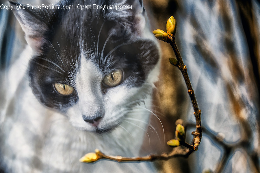Cat, Mammal, Pet, Animal, Manx