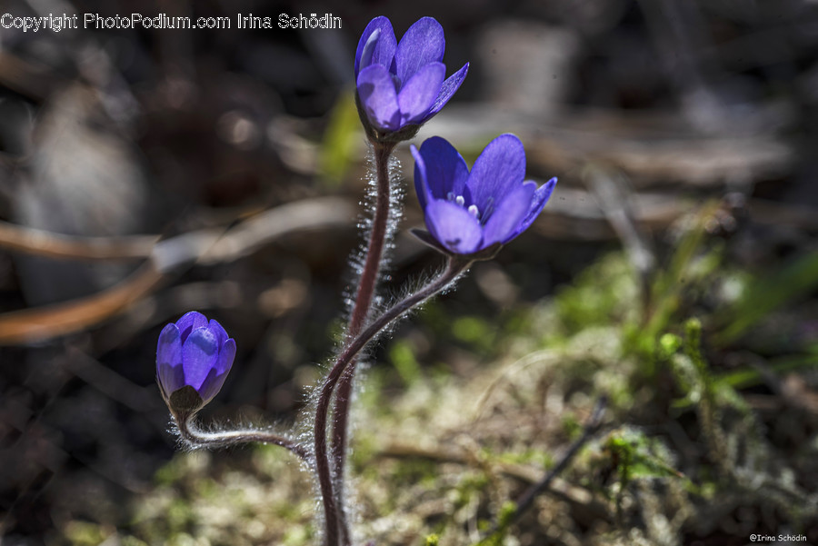 Plant, Geranium, Flower, Blossom, Iris