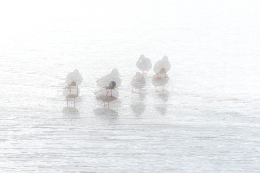 Bird, Animal, Nature, Outdoors, Swan