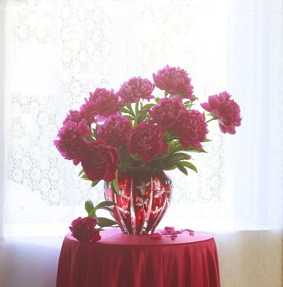 Plant, Flower, Blossom, Flower Bouquet, Flower Arrangement