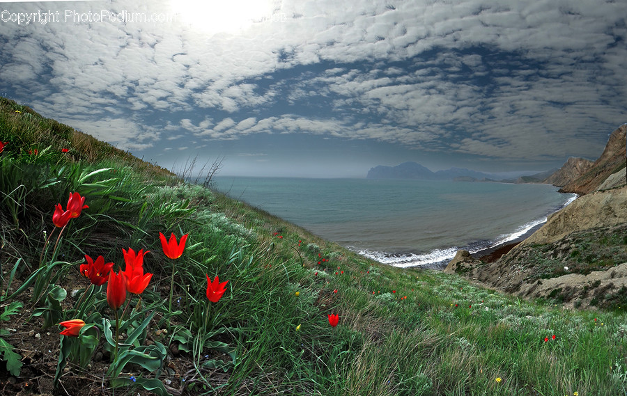Plant, Flower, Blossom, Outdoors, Nature