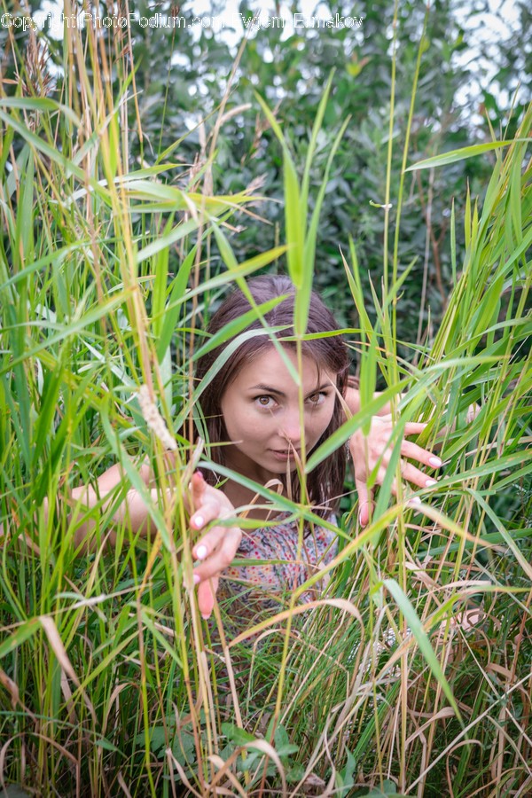 Grass, Plant, Vegetation, Reed, Lawn