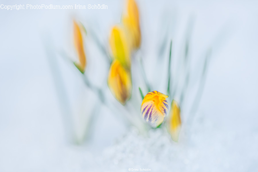 Plant, Flower, Blossom, Pollen, Crocus