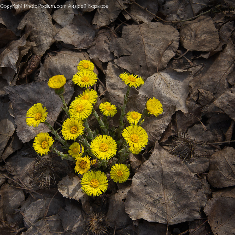 Plant, Flower, Blossom, Daisy, Daisies