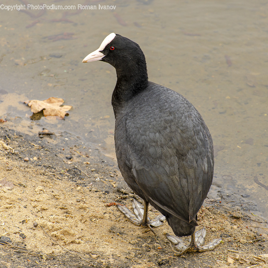 Bird, Animal, Waterfowl, Ground, Land