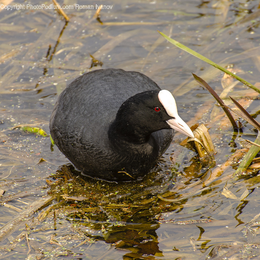 Water, Outdoors, Bird, Animal, Waterfowl
