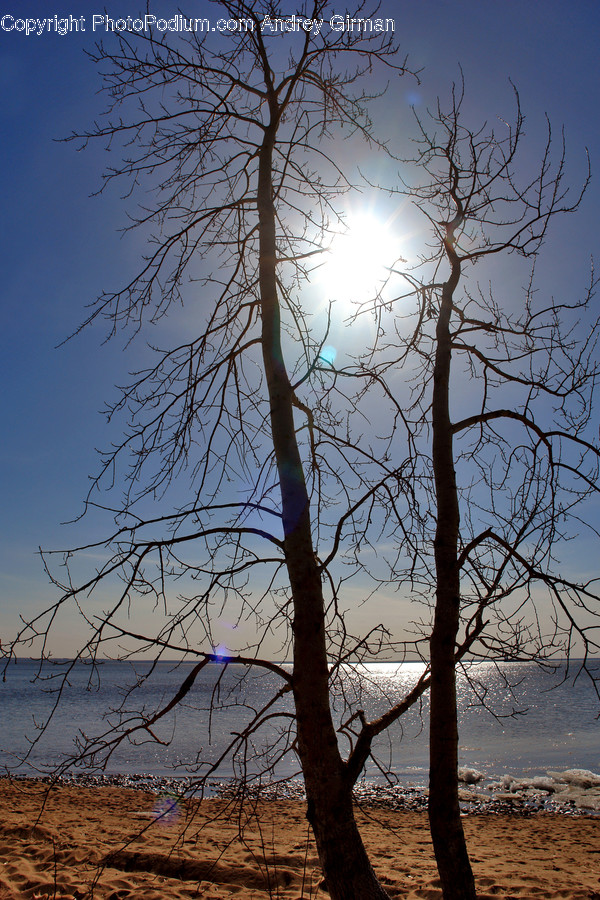 Flare, Light, Sunlight, Tree, Plant