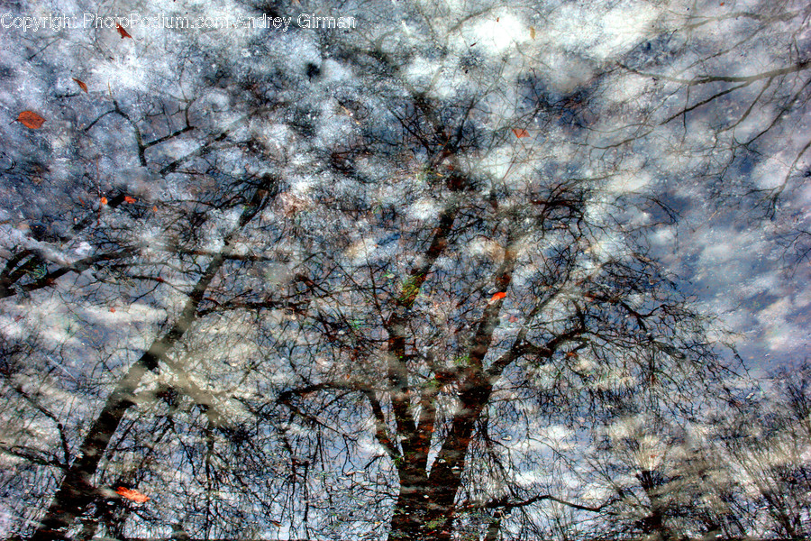 Plant, Tree, Flower, Blossom, Cherry Blossom