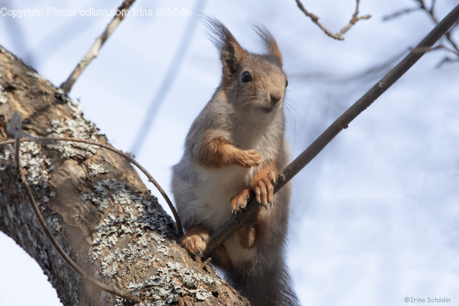 Squirrel, Rodent, Mammal, Animal