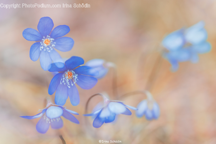 Plant, Geranium, Flower, Blossom, Anemone