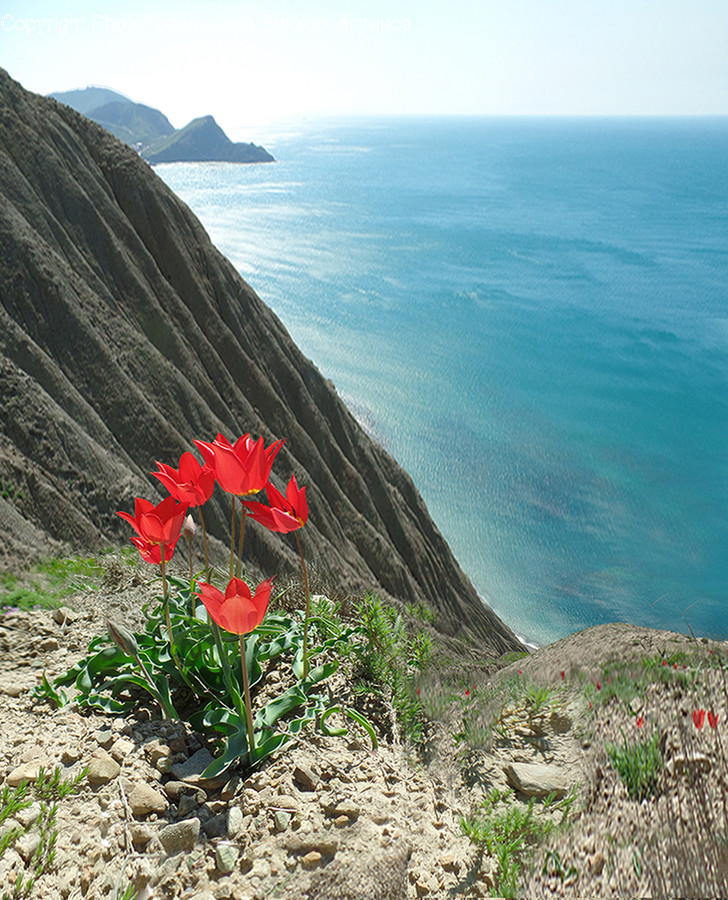 Promontory, Plant, Nature, Land, Outdoors