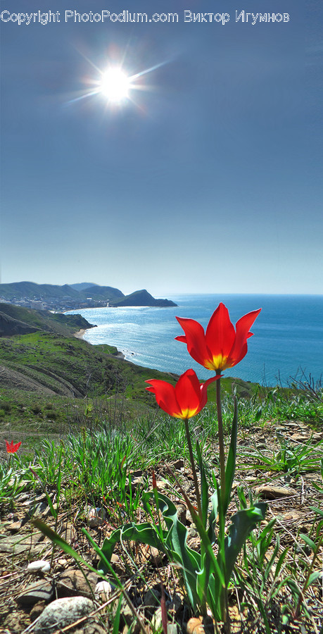 Land, Nature, Outdoors, Shoreline, Water