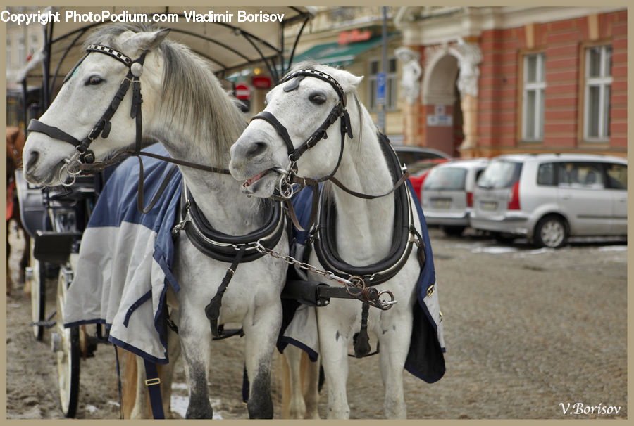 Automobile, Car, Vehicle, Animal, Horse, Mammal, Team