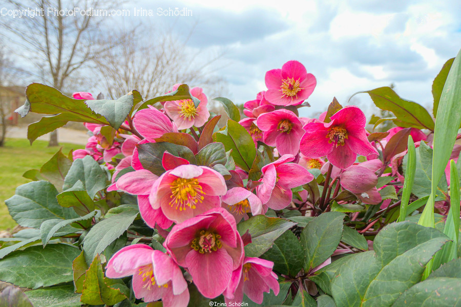 Plant, Geranium, Flower, Blossom, Petal