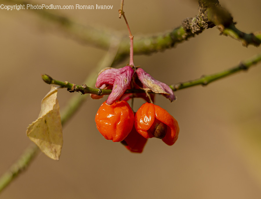 Plant, Fruit, Food, Cherry, Leaf