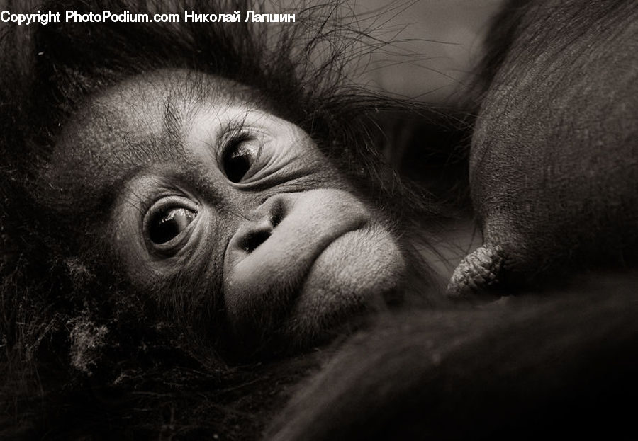 Animal, Ape, Mammal, Monkey, Face, Selfie
