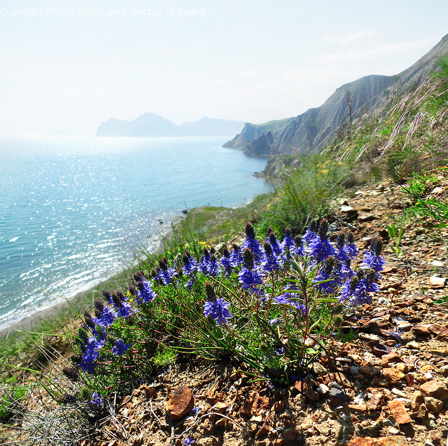 Plant, Lupin, Flower, Blossom, Ground