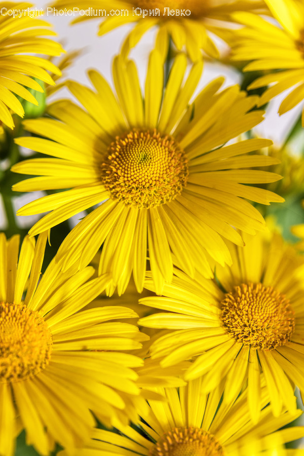 Plant, Flower, Blossom, Daisy, Daisies