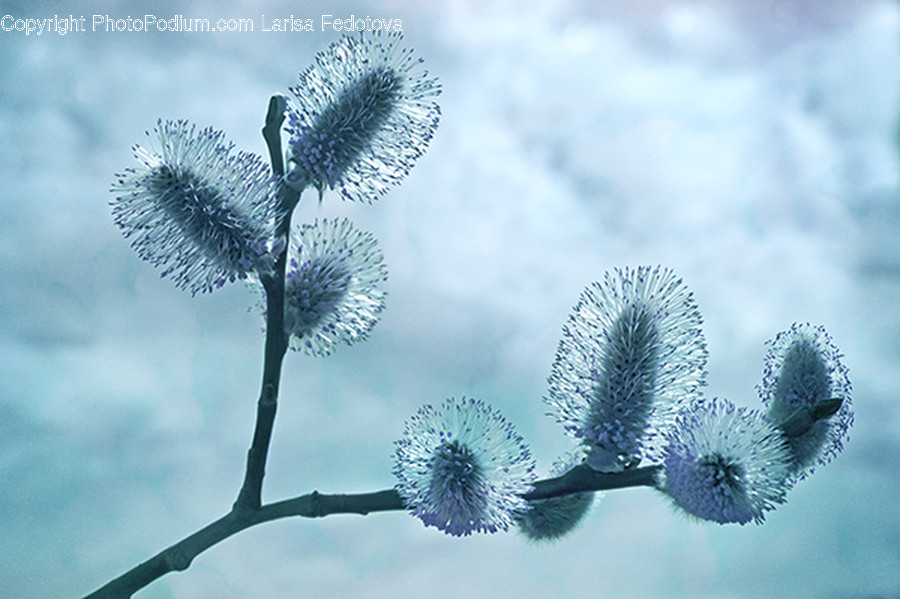 Plant, Bush, Vegetation, Flower, Blossom