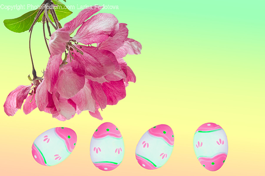 Plant, Egg, Food, Easter Egg, Flower