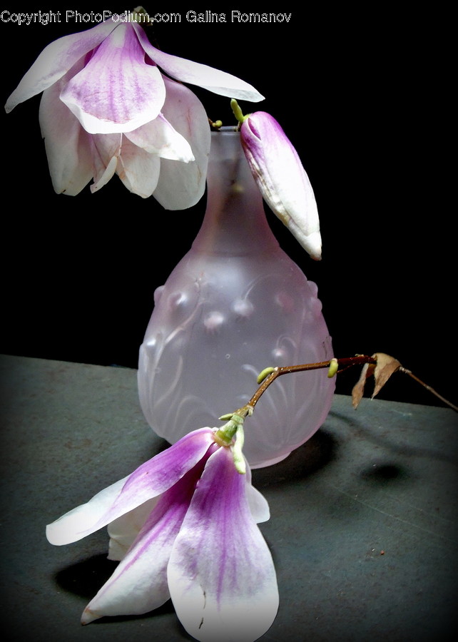 Plant, Flower, Blossom, Petal, Acanthaceae