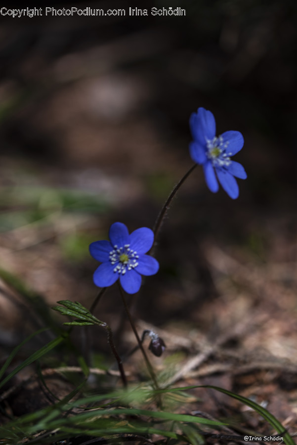 Geranium, Plant, Flower, Blossom, Anemone