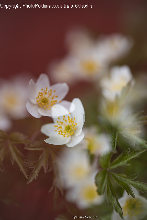 Plant, Pollen, Flower, Blossom, Geranium