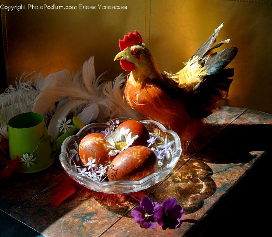 Chicken, Bird, Animal, Poultry, Fowl