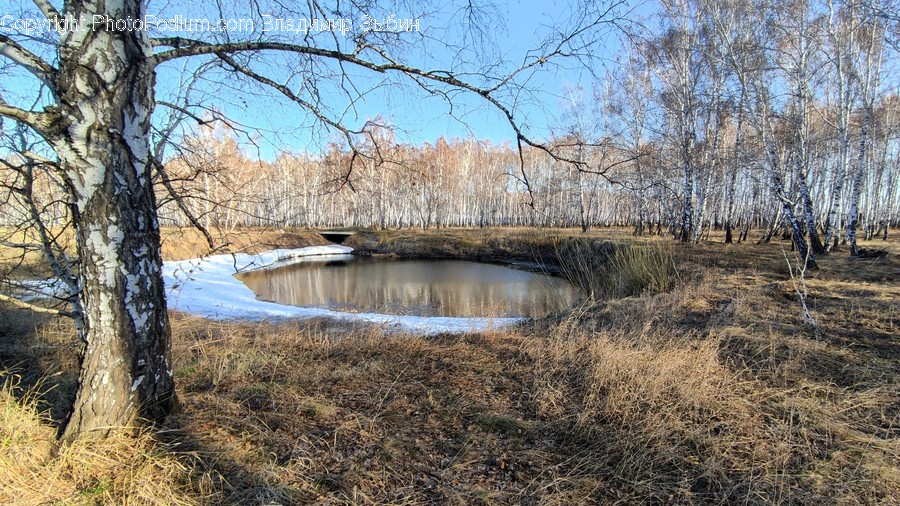 Land, Nature, Outdoors, Water, Tree