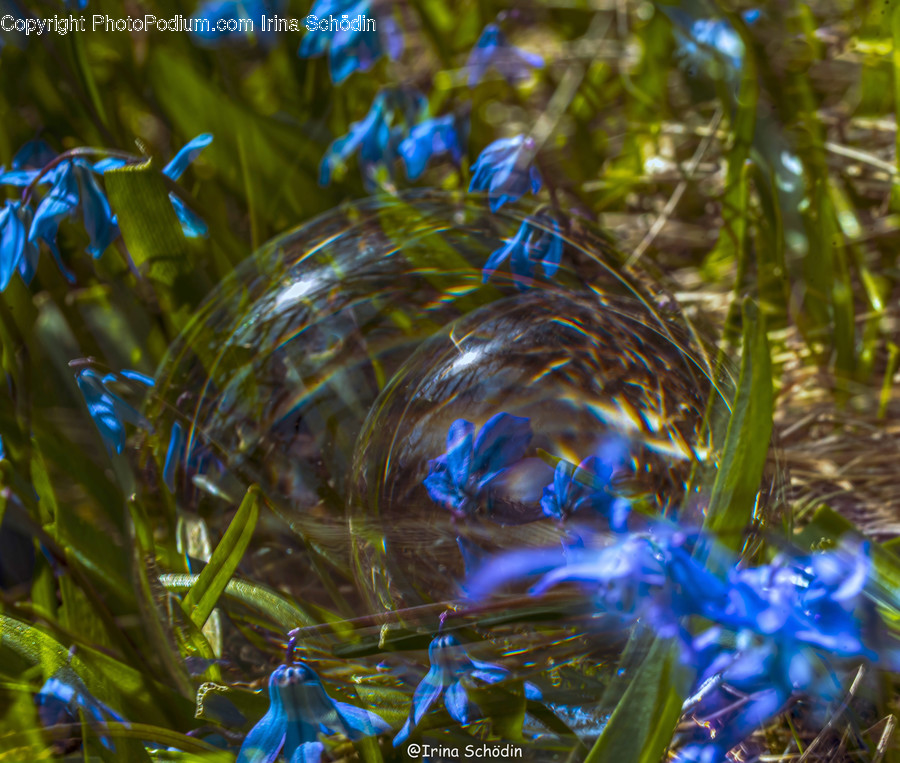 Vegetation, Plant, Bush, Droplet, Land