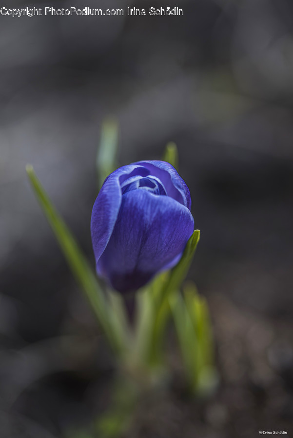 Plant, Flower, Blossom, Crocus, Iris