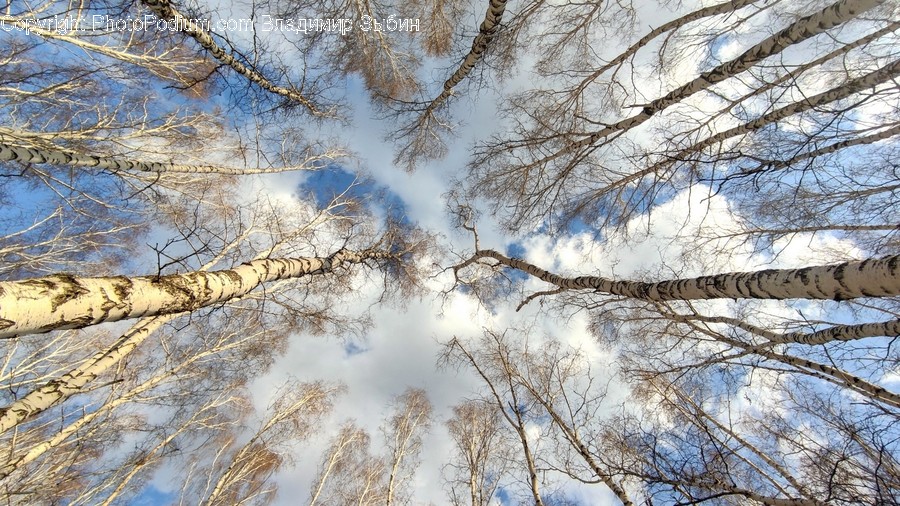 Tree, Plant, Tree Trunk, Birch
