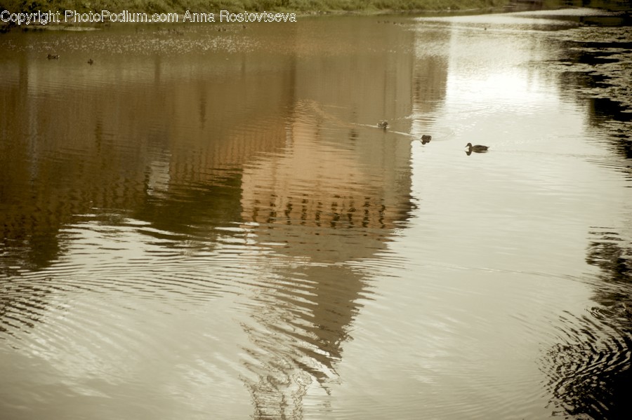 Water, Outdoors, Bird, Animal, Nature