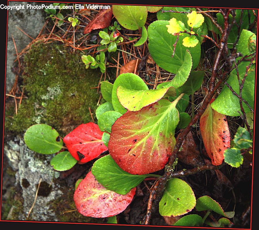 Plant, Vine, Blossom, Flora, Flower, Geranium, Ivy