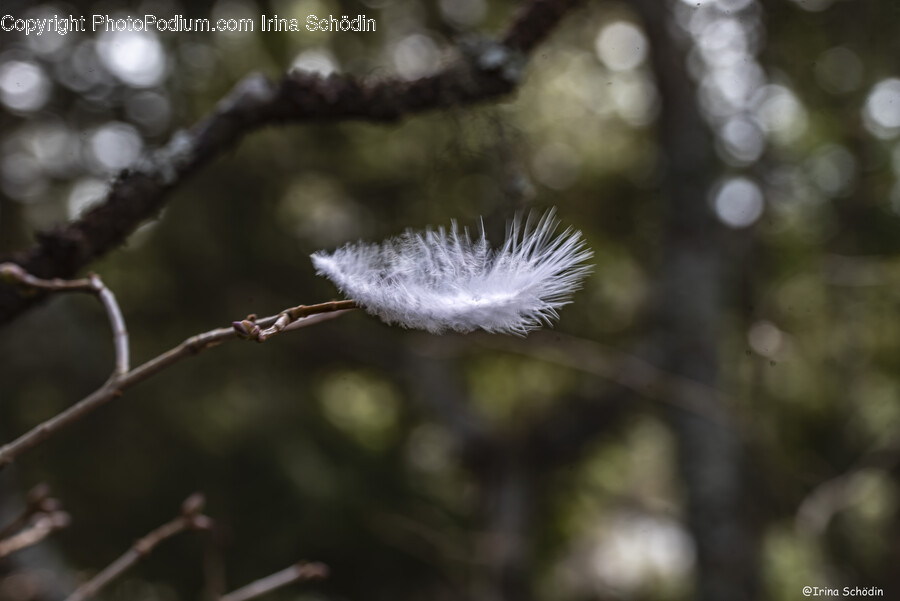 Plant, Tree, Flower, Blossom, Vegetation