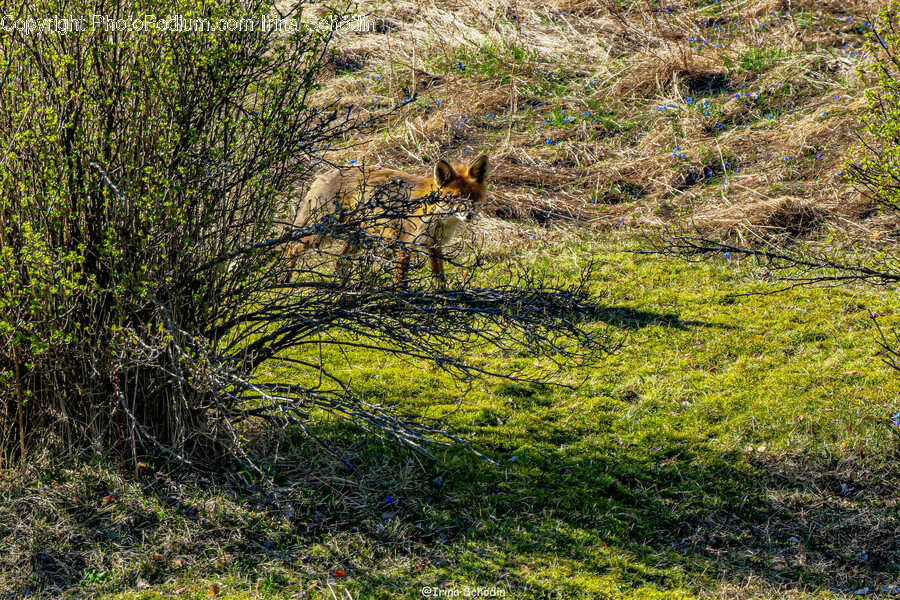 Kit Fox, Wildlife, Mammal, Fox, Animal