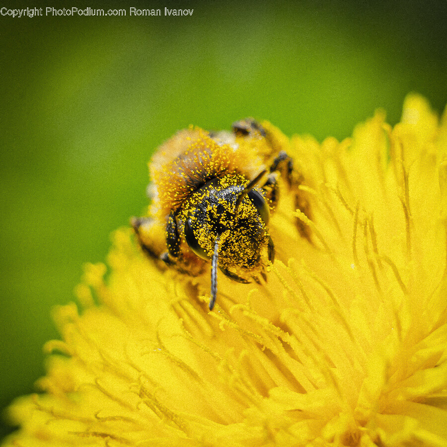 Honey Bee, Invertebrate, Animal, Insect, Bee