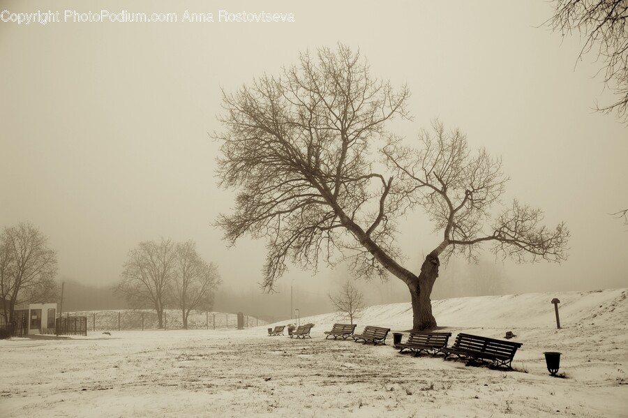 Bench, Furniture, Nature, Outdoors, Weather