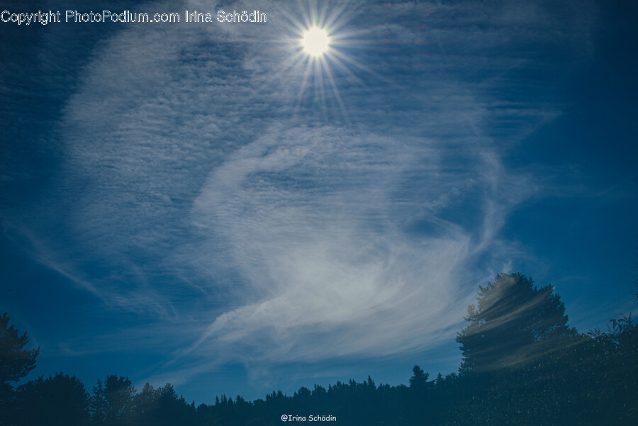 Flare, Light, Nature, Outdoors, Fir