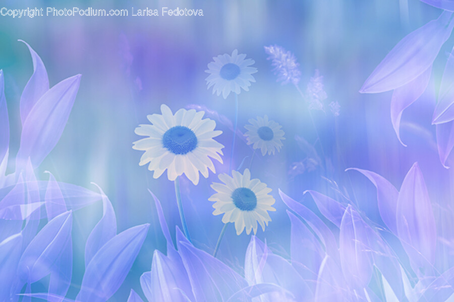 Plant, Daisy, Daisies, Flower, Blossom