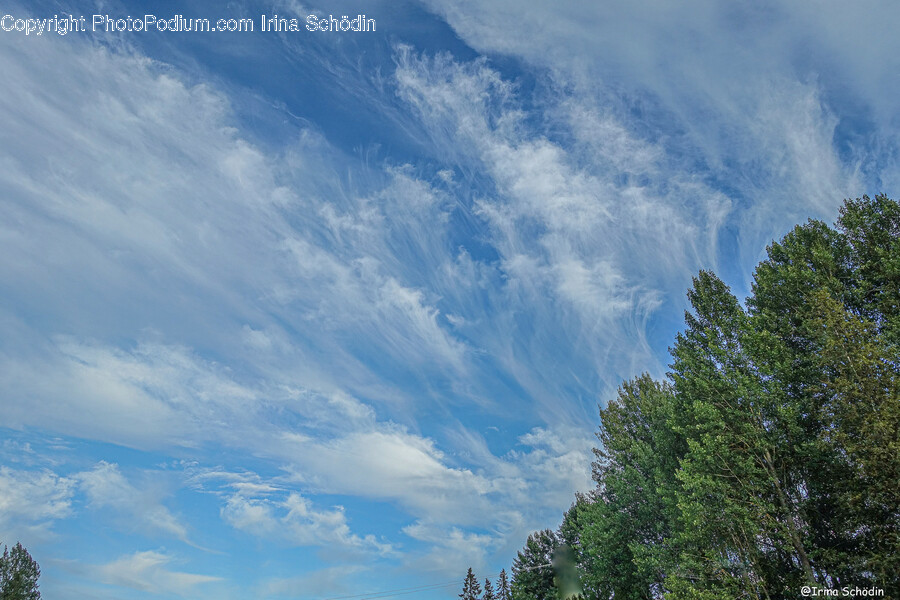 Tree, Plant, Nature, Fir, Abies